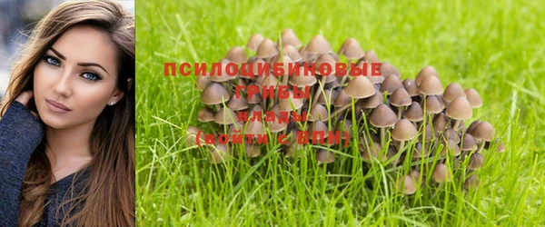 PSILOCYBIN Каменногорск