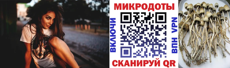 Купить где  Красный Сулин  Галлюциногенные грибы мицелий 